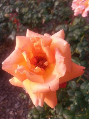 Gül dışarıda harika bir dünya.