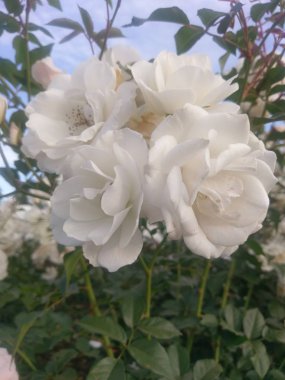 Gül dışarıda harika bir dünya.