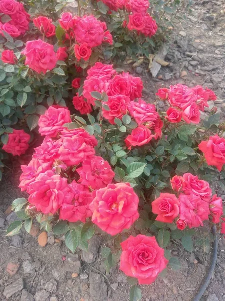 Maravilhoso Mundo Das Rosas Livre — Fotografia de Stock