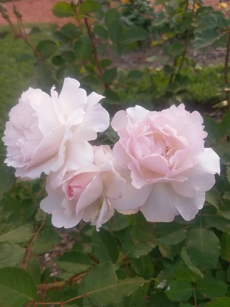 Wonderful World Roses Plein Air — Photo