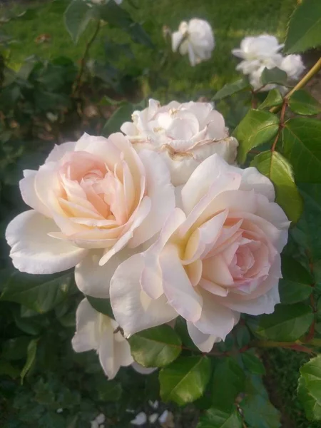 Wonderful World Roses Plein Air — Photo