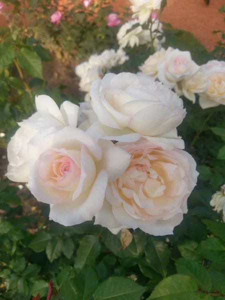 Maravilloso Mundo Las Rosas Aire Libre —  Fotos de Stock