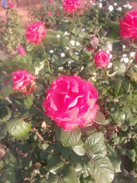 Maravilhoso Mundo Das Rosas Livre — Fotografia de Stock