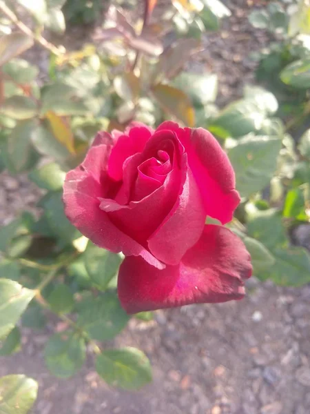 Wonderful World Roses Outdoors — Stock Photo, Image