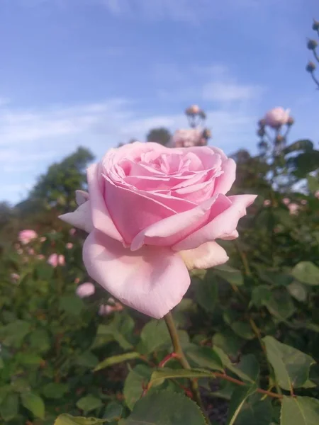 Чудесный Мир Роз Открытым Небом — стоковое фото