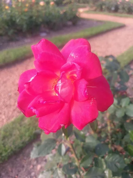 Wonderful World Roses Plein Air — Photo