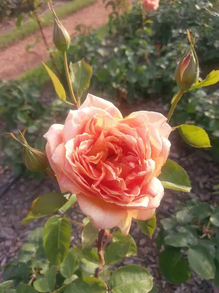 Wonderful World Roses Plein Air — Photo