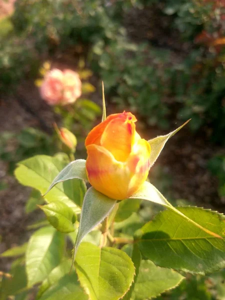 Wonderful World Roses Plein Air — Photo