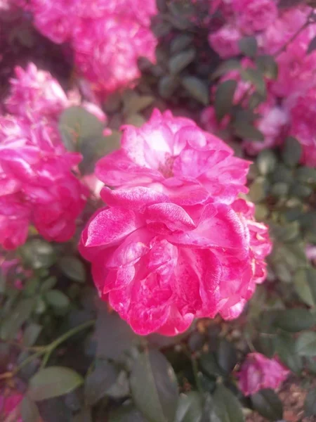 Maravilloso Mundo Las Rosas Aire Libre — Foto de Stock