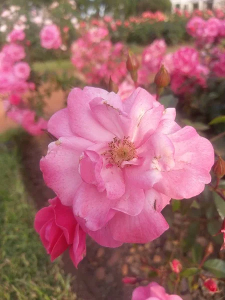 Wunderbare Welt Der Rosen Freien — Stockfoto