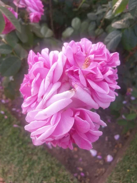Cudowny Świat Zewnątrz Róże — Zdjęcie stockowe