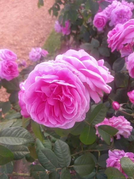 Maravilloso Mundo Las Rosas Aire Libre —  Fotos de Stock