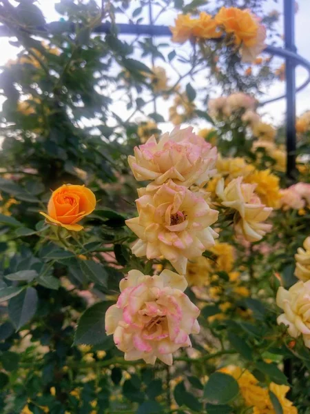 Wunderbare Welt Der Rosen Freien — Stockfoto