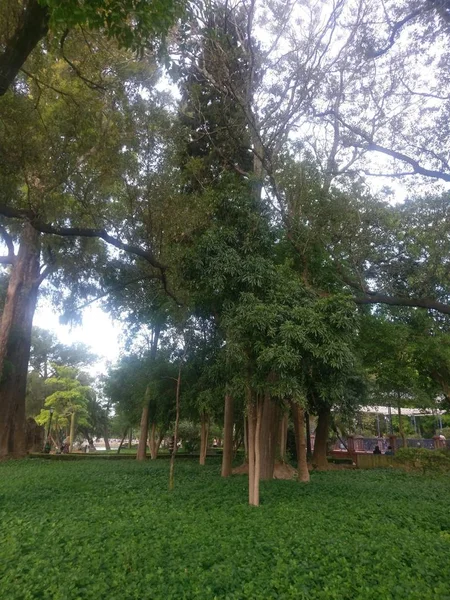 Maravilloso Mundo Las Rosas Aire Libre — Foto de Stock