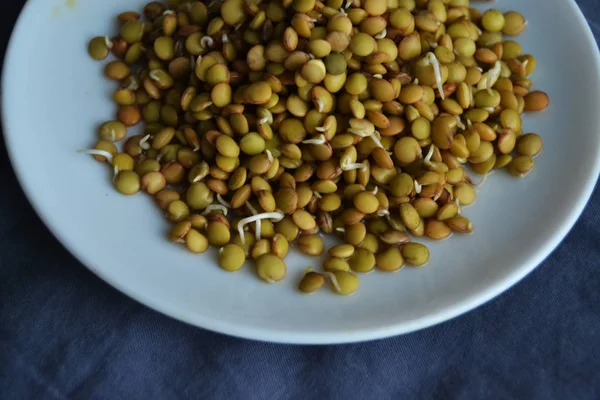 fresh, tasty lentil sprouts. seeds sprouts.organic lentil sprouts in the blue plate. lentil seedlingsRaw vegan healthy food. lentil sprouts macro.