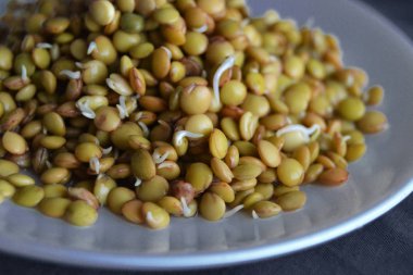 taze, lezzetli mercimek filizlenir. Tohumlar sprouts.organic mercimek mavi plaka filizlenir. mercimek seedlingsraw vegan sağlıklı gıda. mercimek lahanası makro.  