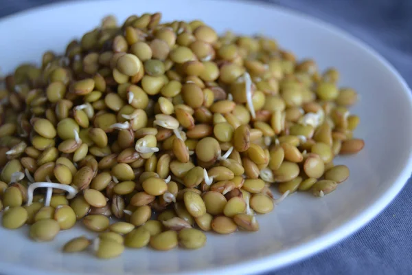 fresh, tasty lentil sprouts. seeds sprouts.organic lentil sprouts in the blue plate. lentil seedlingsRaw vegan healthy food. lentil sprouts macro.