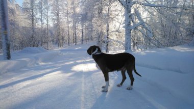 karlı yolda köpek. Fin tazı ormanın içinde. Güzel kış doğa. Genç sağlıklı hayvan.  