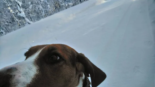 雪路上的狗 森林里的芬兰猎犬美丽的冬季自然 年轻健康的动物 — 图库照片