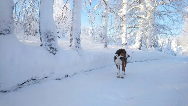 dog on the snowy road. Finnish hound in the forest. Beautiful winter nature. Young healthy animal.