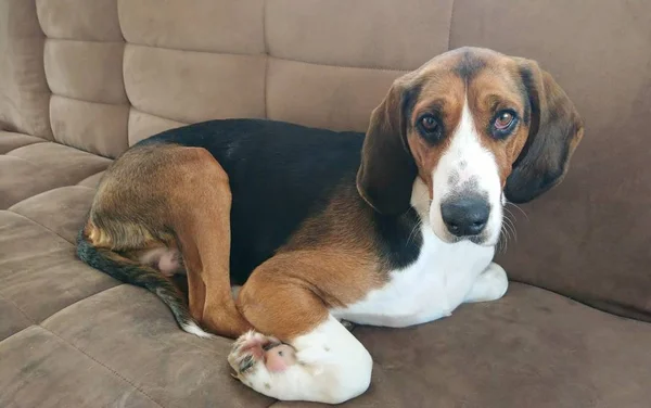 Finnish Hound Lying Sofa Young Healthy Big Dog Flat — Stock Photo, Image