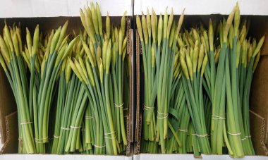 Nergis kutusunda. Bahar çiçek sarı puffs.