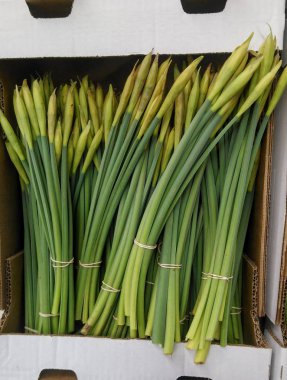 Nergis kutusunda. Bahar çiçek sarı puffs.