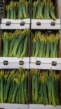 Nergis kutusunda. Bahar çiçek sarı puffs.