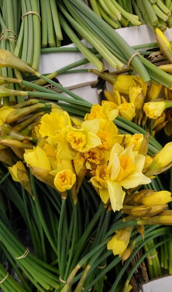 Narcyz Polu Żółty Kłęby Wiosennych Kwiatów — Zdjęcie stockowe