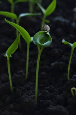 biber fidesi. taze organik ev yapımı fidan pencere eşiğinde. 
