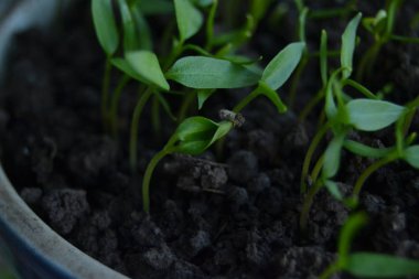 biber fidesi. taze organik ev yapımı fidan pencere eşiğinde. 