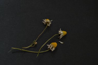 karanlık bir arka plan üzerinde kurutulmuş papatya. organik çay.