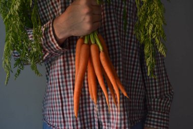 ekose gömlek adam taze organik genç havuç demet tutar.