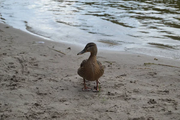 Canards Bord Rivière Canard Femelle Sauvage Adulte Debout Sur Sable — Photo