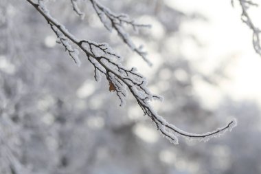 buz kaplı kış şube