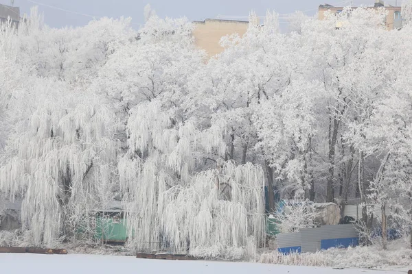 Güzel Ağaçlar Karla Kaplı — Stok fotoğraf