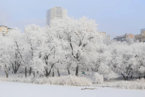 Nehir Kenarındaki Karla Kaplı Ağaçlar — Stok fotoğraf