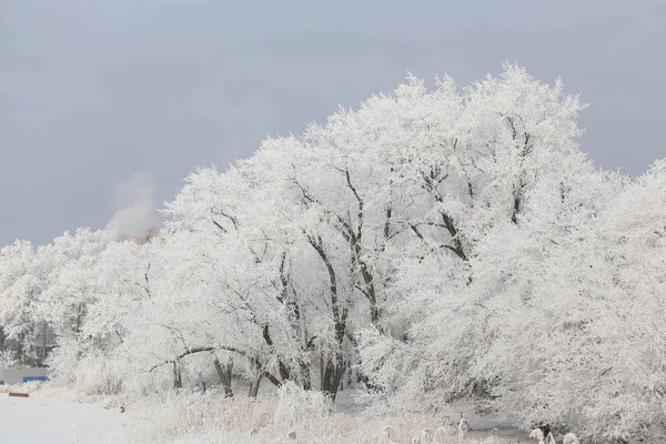 Prachtige Besneeuwde Bomen — Stockfoto