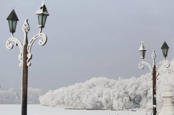 Nehrin Yanında Güzel Karla Kaplı Ağaçlar — Stok fotoğraf