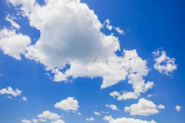 Seagull Flying Clouds — Stock Photo, Image