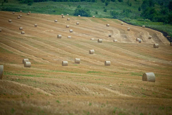 Campo Com Palheiro Torcido — Fotografia de Stock