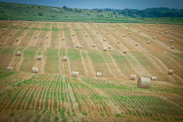 Verdrehter Heuhaufen Auf Landwirtschaftlichem Feld — Stockfoto
