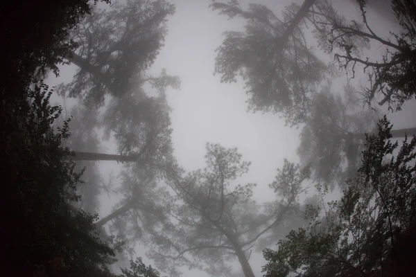 Blick Aus Der Vogelperspektive Auf Die Baumwipfel Nebel Hintergrund — Stockfoto