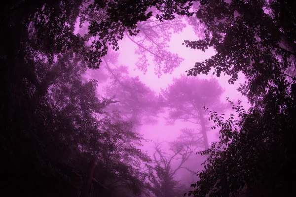 Fischaugenblick Auf Die Herzförmigen Bäume Nebel Romantischer Hintergrund — Stockfoto