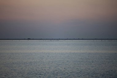 Gün batımında denizde martılar