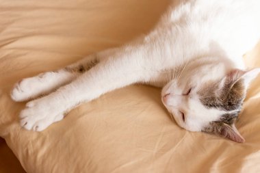 Kediler, kediler, tekir kediler, küçük kediler, küçük kediler