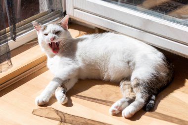 Kediler, kediler, tekir kediler, küçük kediler, küçük kediler