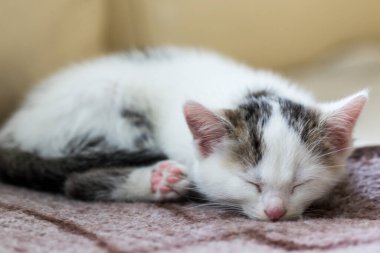 Kediler, kediler, tekir kediler, küçük kediler, küçük kediler