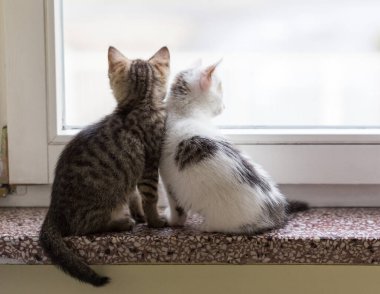 Kediler, kediler, tekir kediler, küçük kediler, küçük kediler