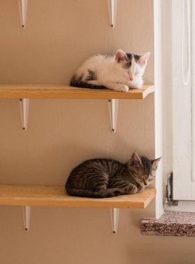 Kediler, kediler, tekir kediler, küçük kediler, küçük kediler